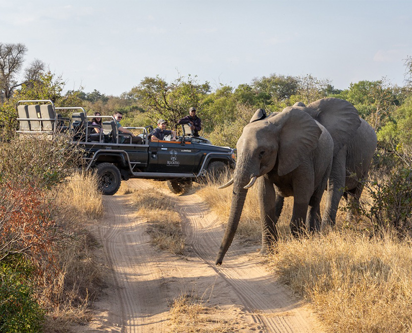 timbavati-elephant-safari