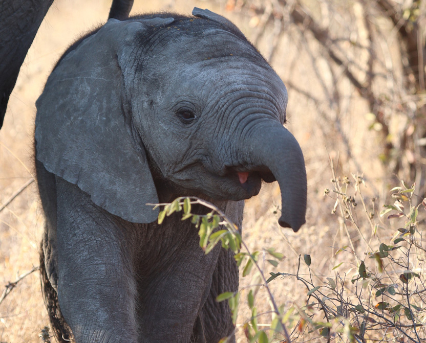 timbavati-elephant