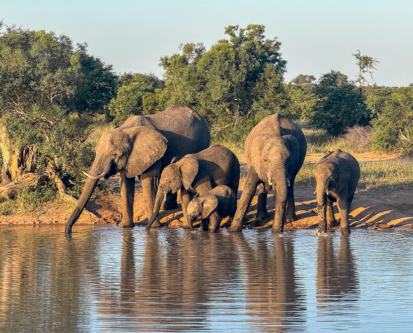 timbavati-elephants