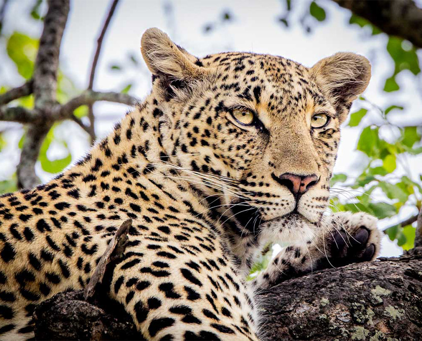 timbavati-leaopard