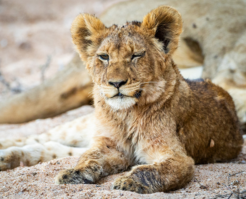 timbavati-lion-cub