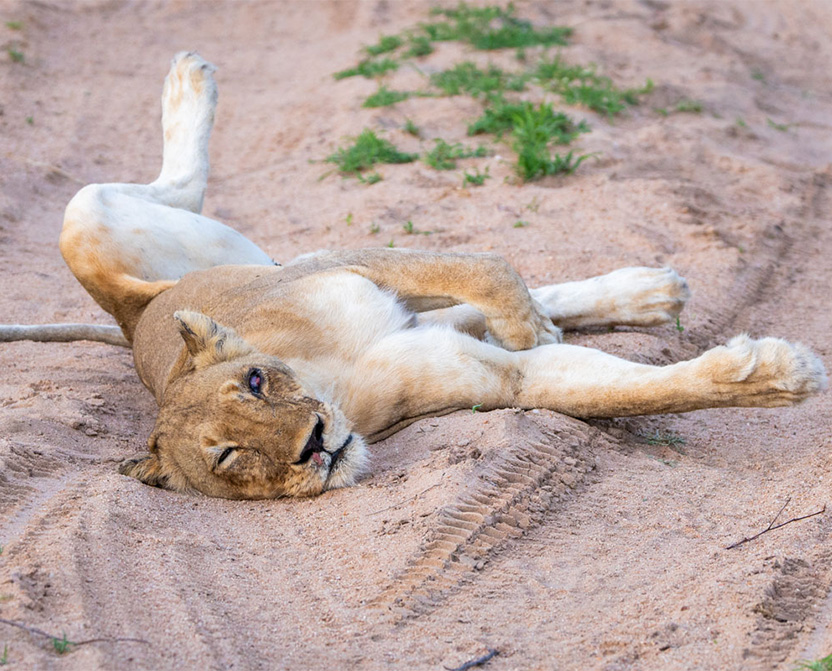 timbavati-lion