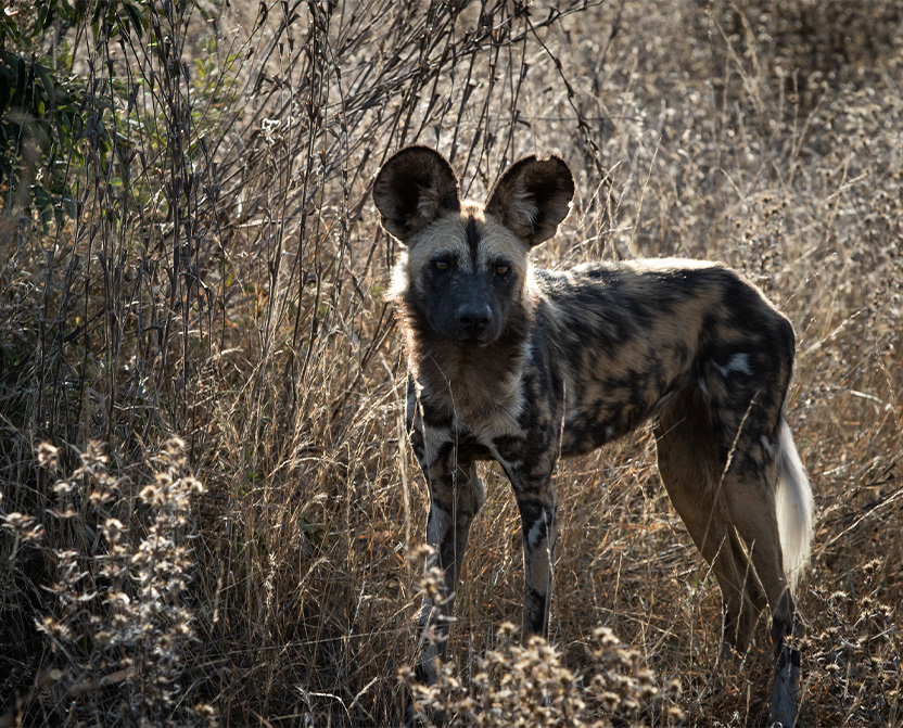 timbavati1