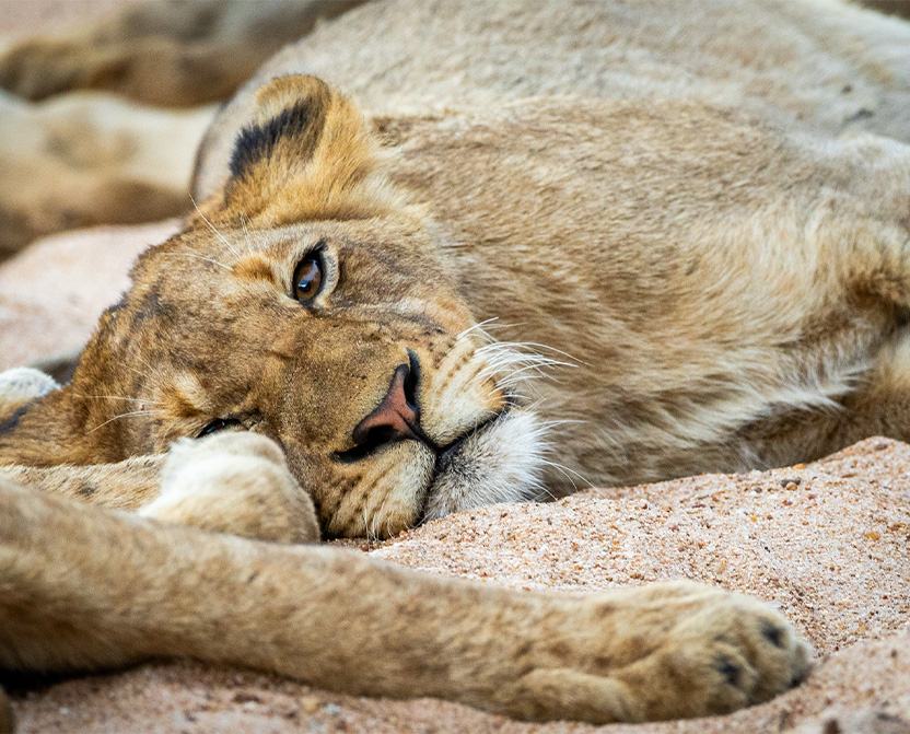 timbavati2