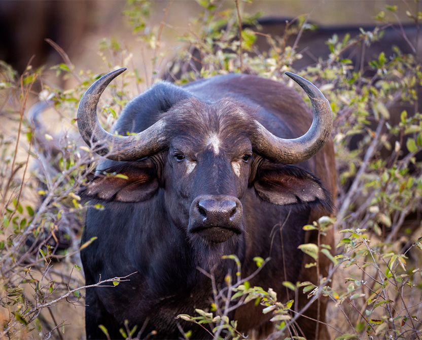 timbavati3